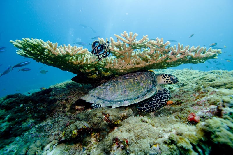 Maldives Diving